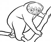 Coloriage Slow loris